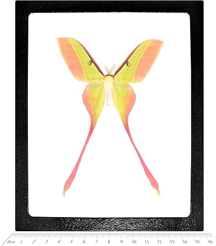 Amazon.com: BicBugs Graellsia isabellae MALE green red